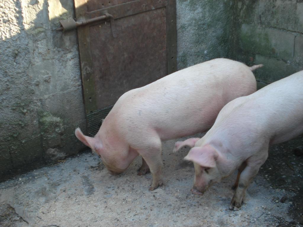 Agriturismo La Querce Rignano Sull Arno Ruang foto