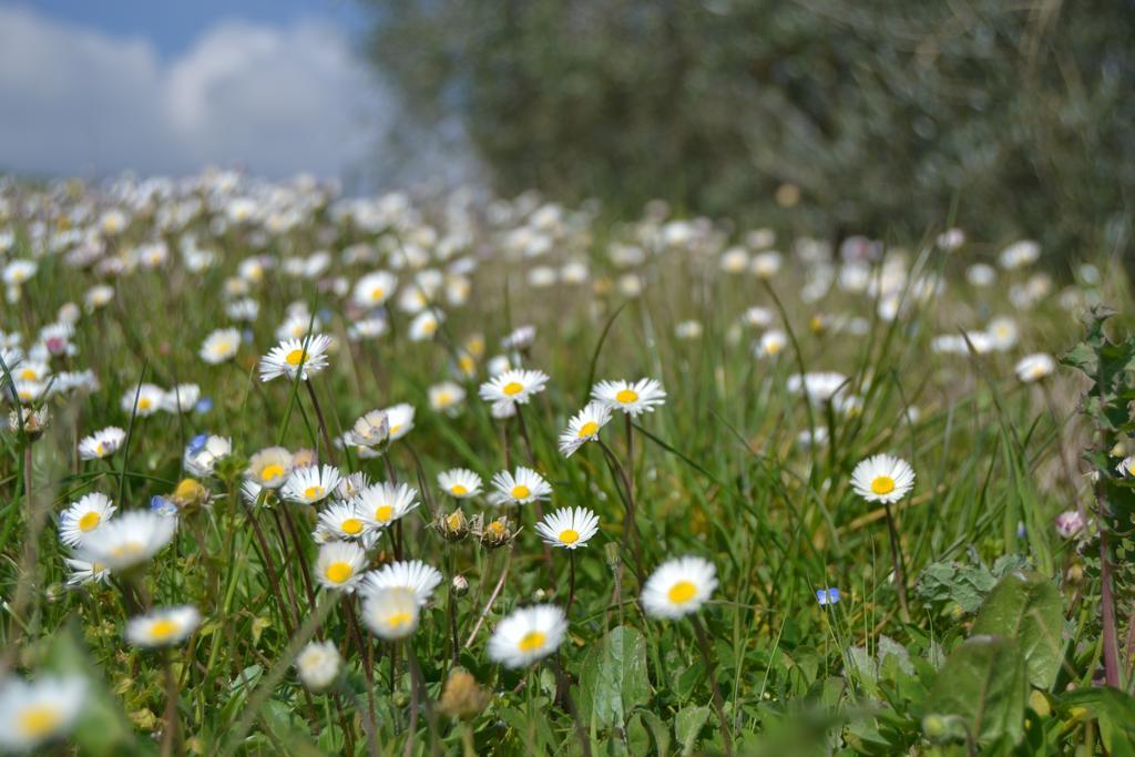 Agriturismo La Querce Rignano Sull Arno Bagian luar foto