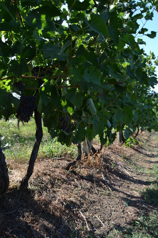 Agriturismo La Querce Rignano Sull Arno Bagian luar foto