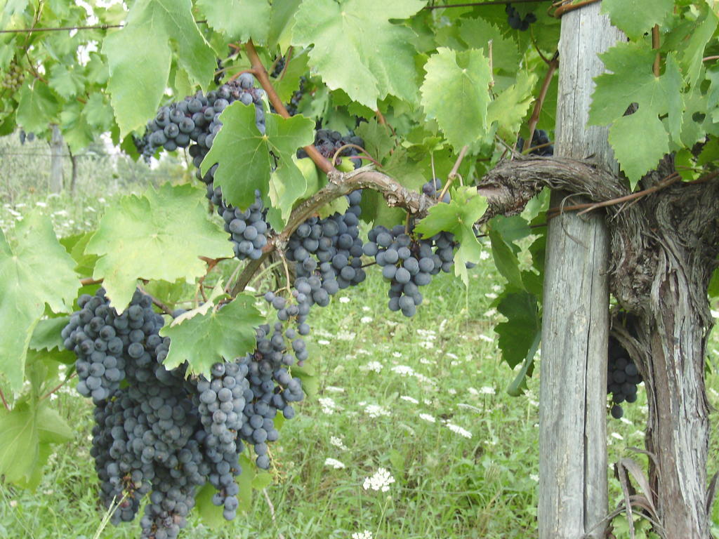 Agriturismo La Querce Rignano Sull Arno Bagian luar foto