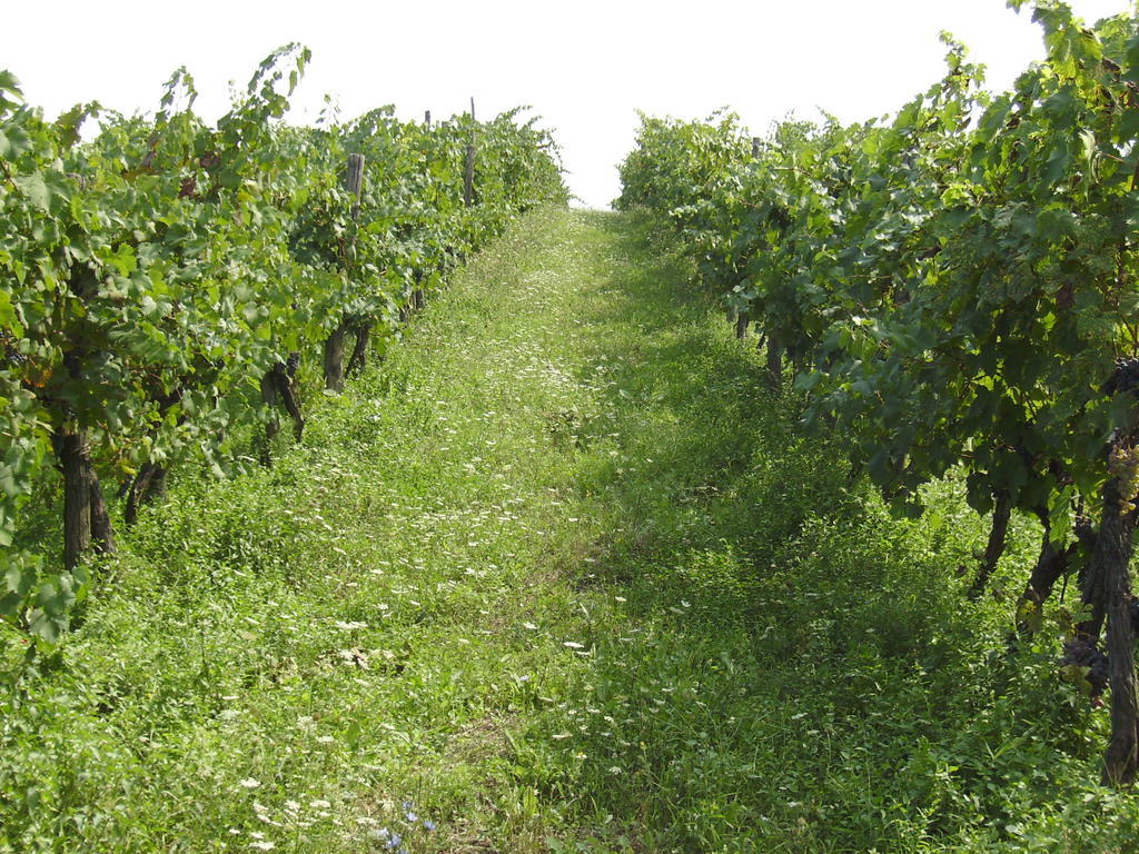 Agriturismo La Querce Rignano Sull Arno Bagian luar foto